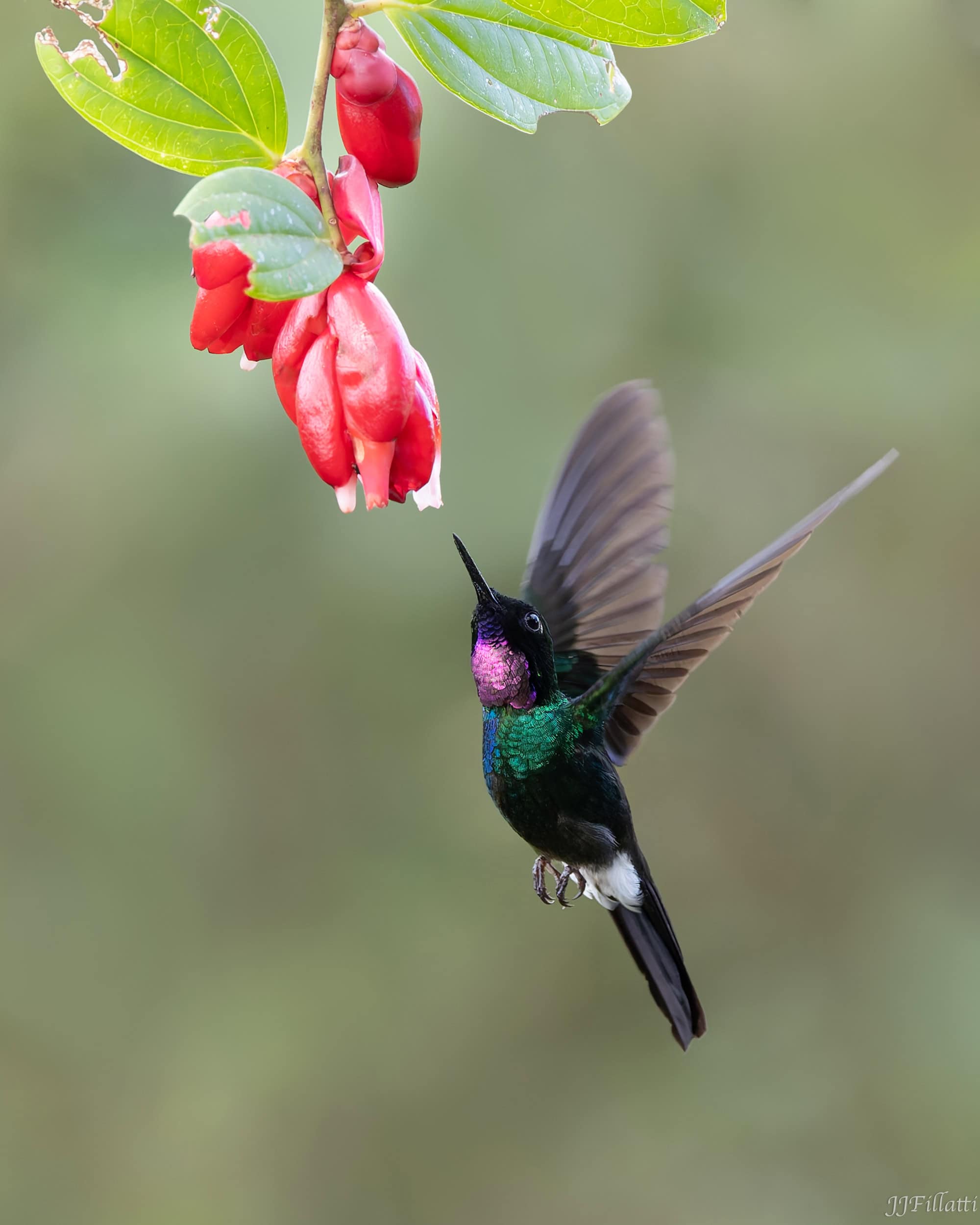 bird of colombia image 65